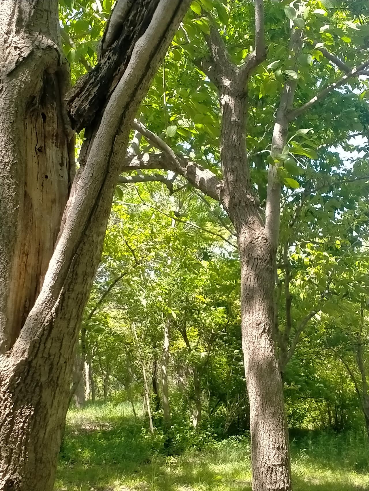 照片中有只小鸟，你能找得到吗？