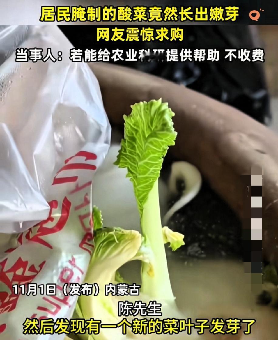 内蒙古大哥腌酸菜，缸里的白菜居然冒出绿芽，网友还喊着要卖给专家赚大钱？

别光看