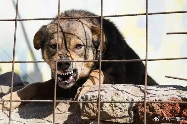 又一起恶犬伤人事件，西安4岁男童在村里遭2只突然窜出的恶犬咬至重伤，手术长达10