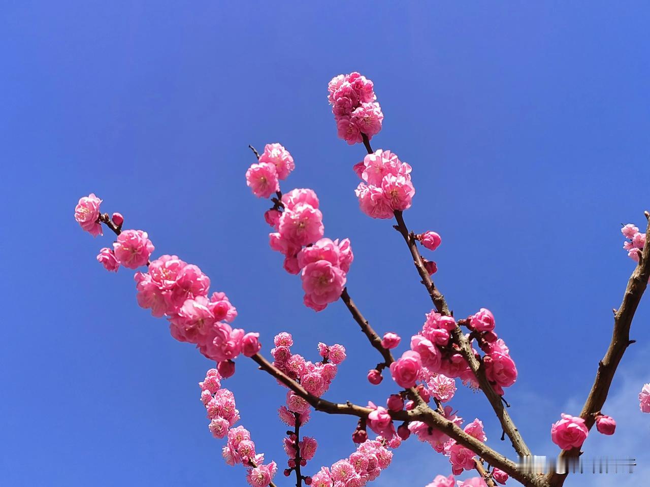 春花烂漫
作者：祥瑞传奇
赞美春天花烂漫 

春花烂漫，如梦如幻。花儿在春风中摇