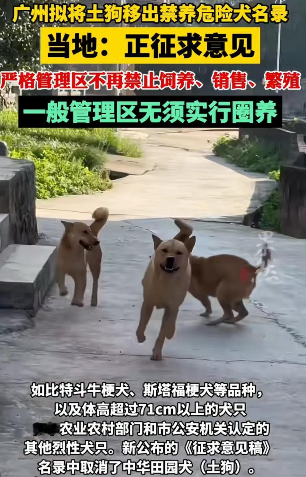 说起中华田园犬，大家第一直觉就是：土狗，忠诚，老祖宗严选的本土犬。

如果不是广