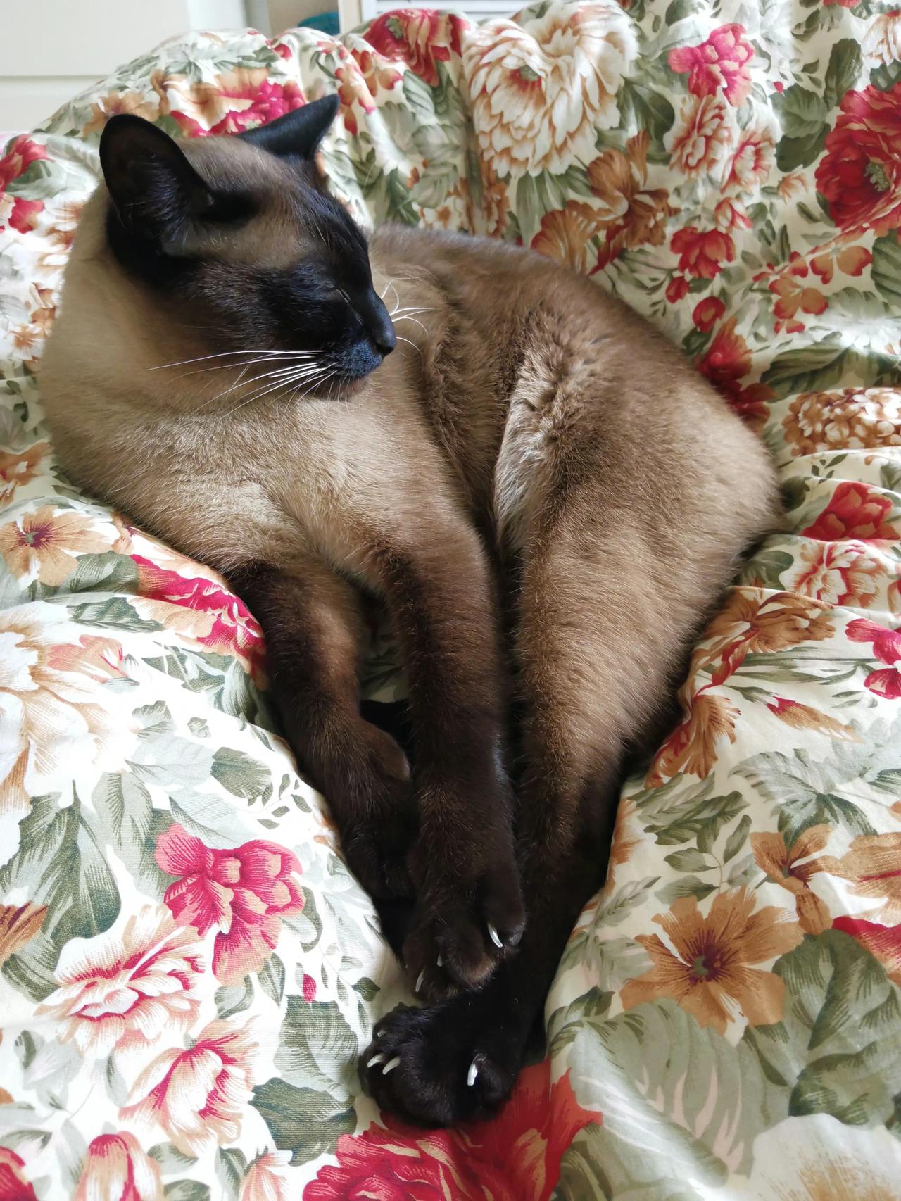 姿态妖娆
#萌宠的惬意时刻# 
#每日拍萌宠# 
#悠闲的猫星人#