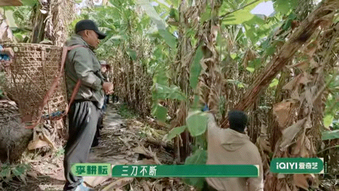 种地吧第四季开播初代力王果然名不虚传，李耕耘展现出超强实力，处理香蕉的手法干脆又