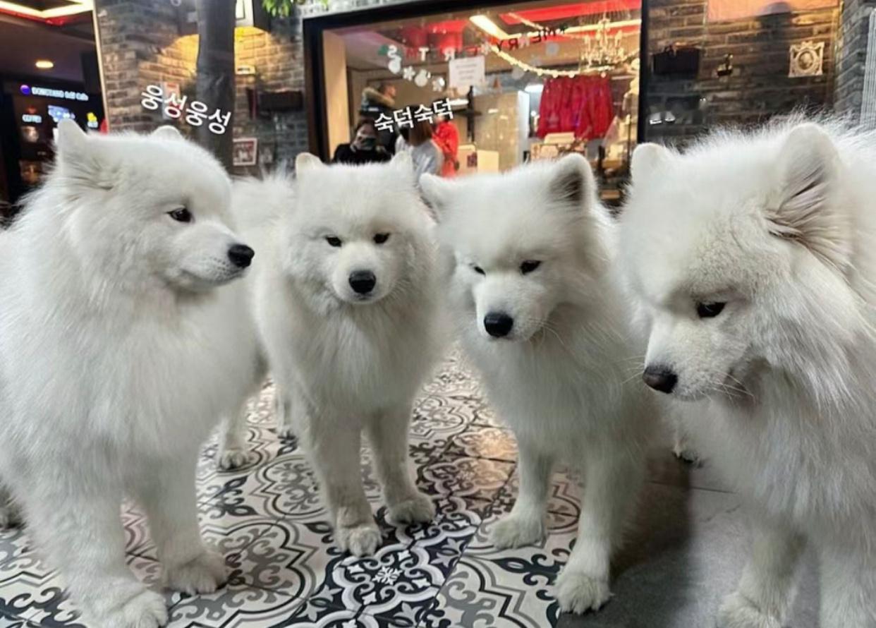 考了59分的萨摩唉四兄弟正在商量回家如何交代 