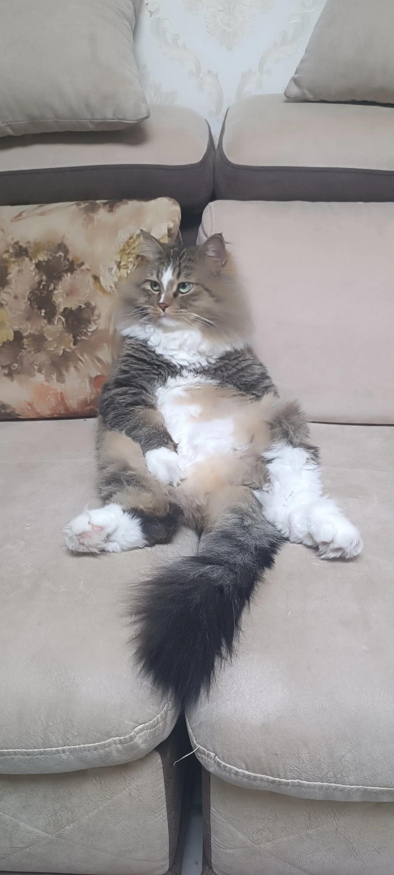 你家猫咪会坐着吗？我侄女家的就会坐着。今天我去她家串门，我们坐在沙发上唠嗑，它也