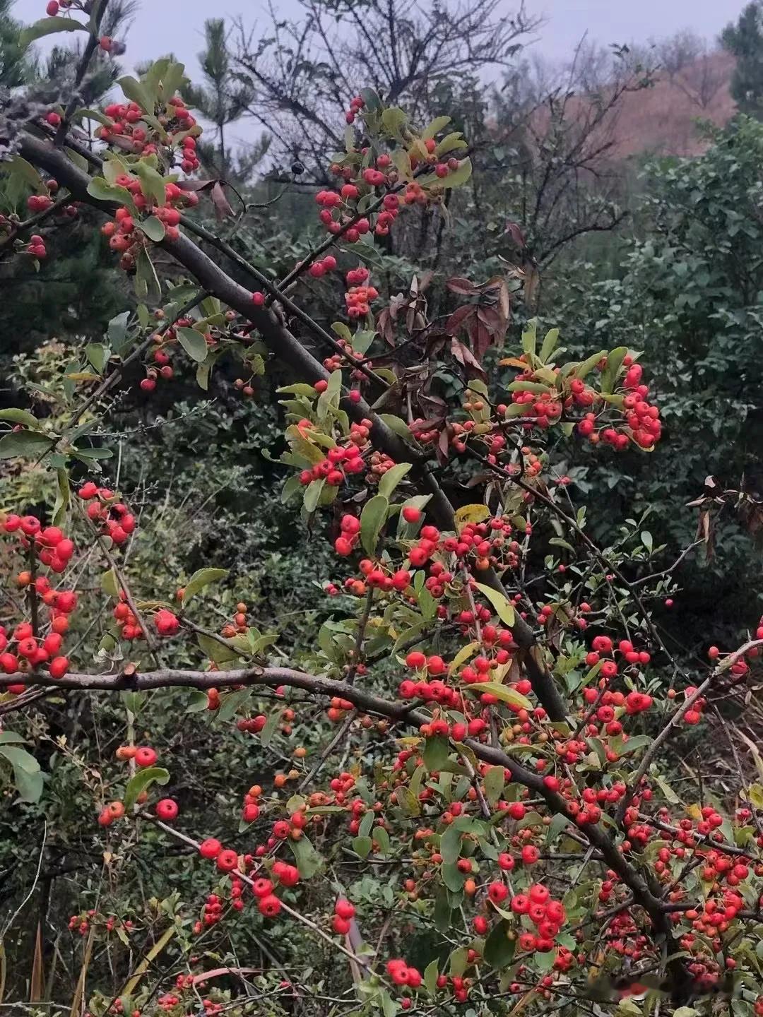 “红果累累挂枝头，冬意渐浓景色好”🍂🍁🍎