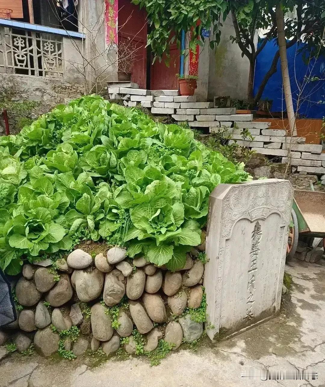以前种菜经常被人偷，种在这里应该没人偷了吧