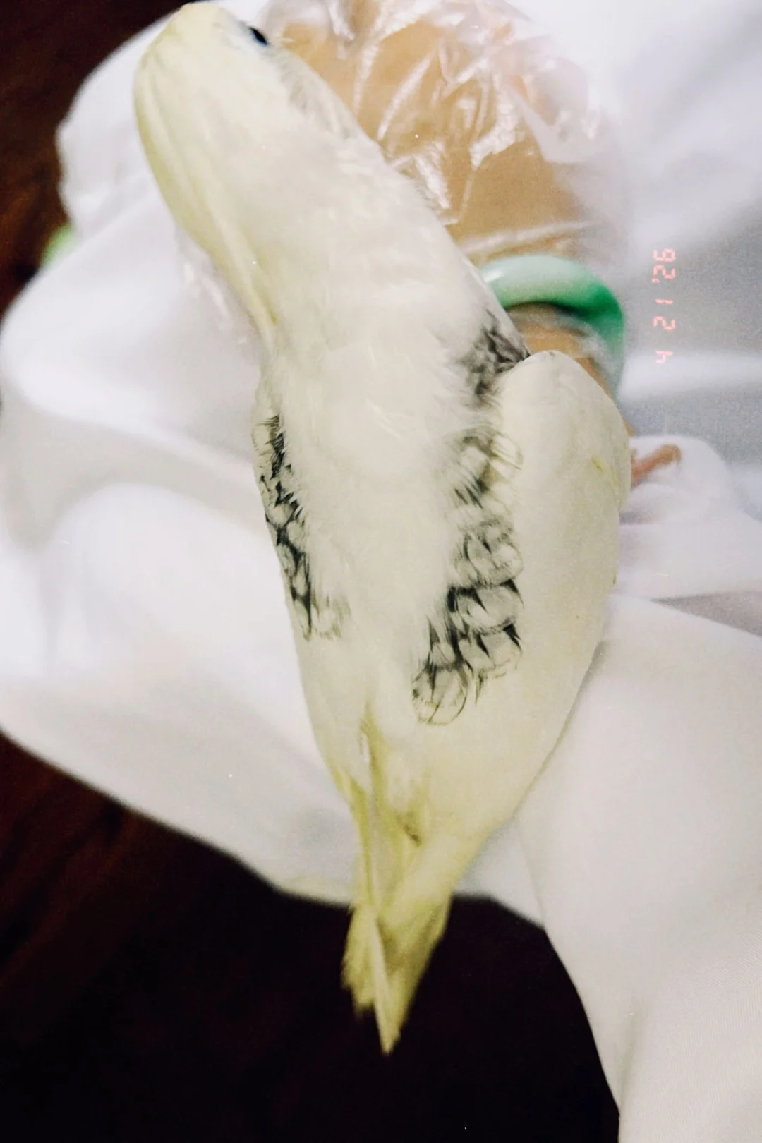 小病鸟被我养大啦！