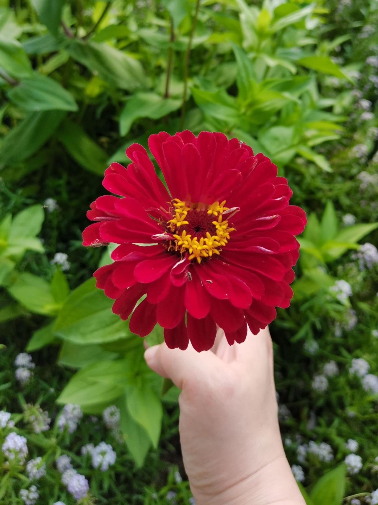 夏日生活打卡季发现一片百日菊，好像无边无际的。这种花，日常总是感觉很廉价，而仔细