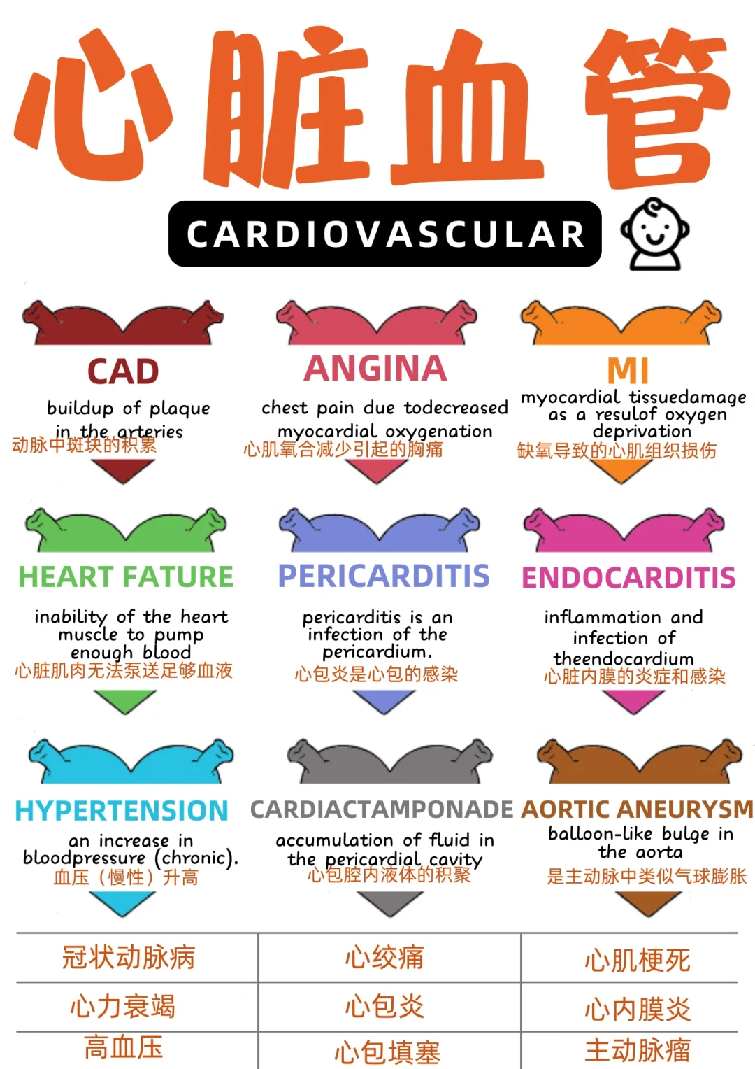 备考RN/心脏血管！！学！！单词