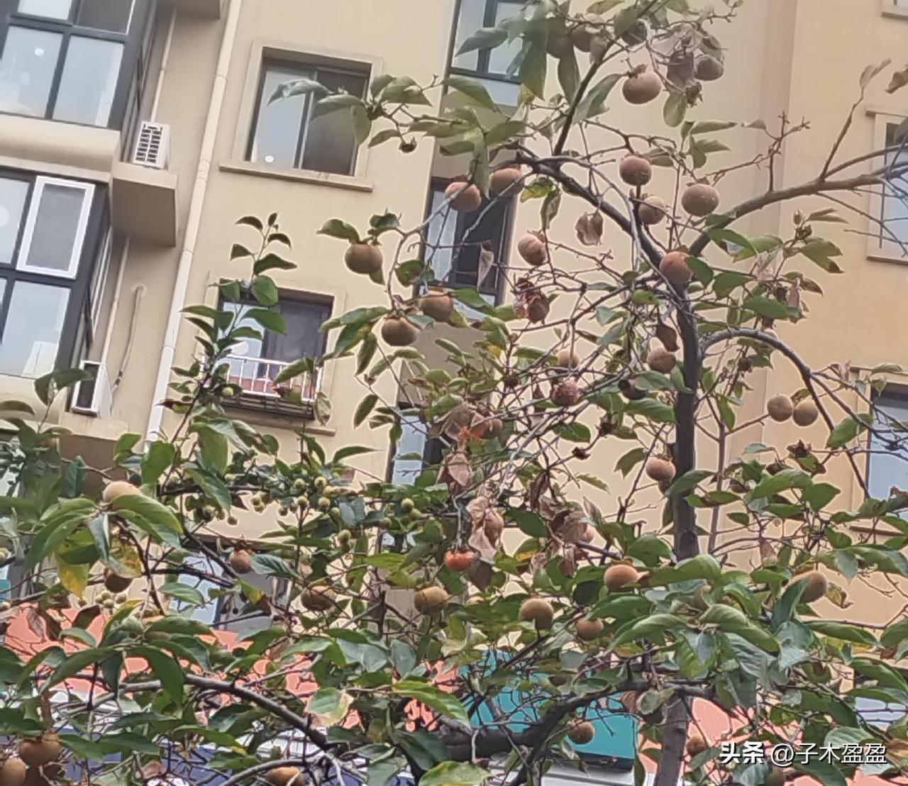 昨晚，老公在刷小视频，我从后边经过，侧头看了几眼，他嫌弃地说：“你鬼鬼祟祟地干嘛