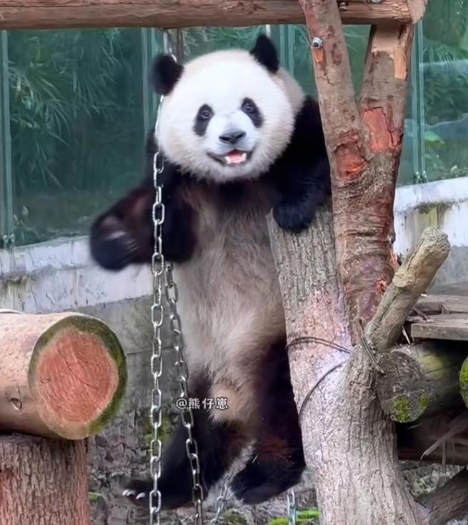 三妹儿笑得好甜好灿烂呀，大家都说它应该是知道它日思夜想的墩墩外公从无锡动物园回来