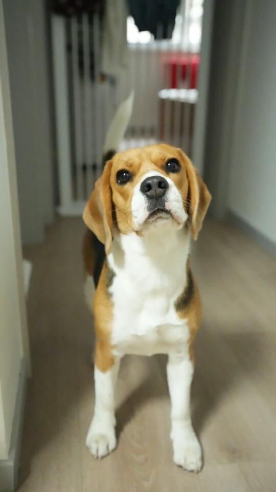 布鲁酱：我来卖萌喽