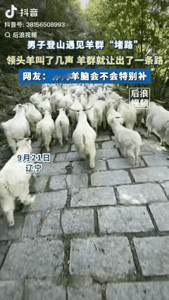 “长见识了！”辽宁大哥登山被羊群堵路，本以为得慢慢挪，没想到一只羊瞅了他一眼，跳
