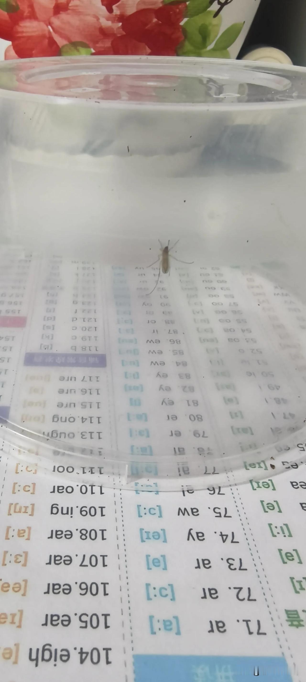 受了五戒有多难守戒，隔三差五抓蚊子放室外，今天又发现一只蚊子，只想它不要咬我，因
