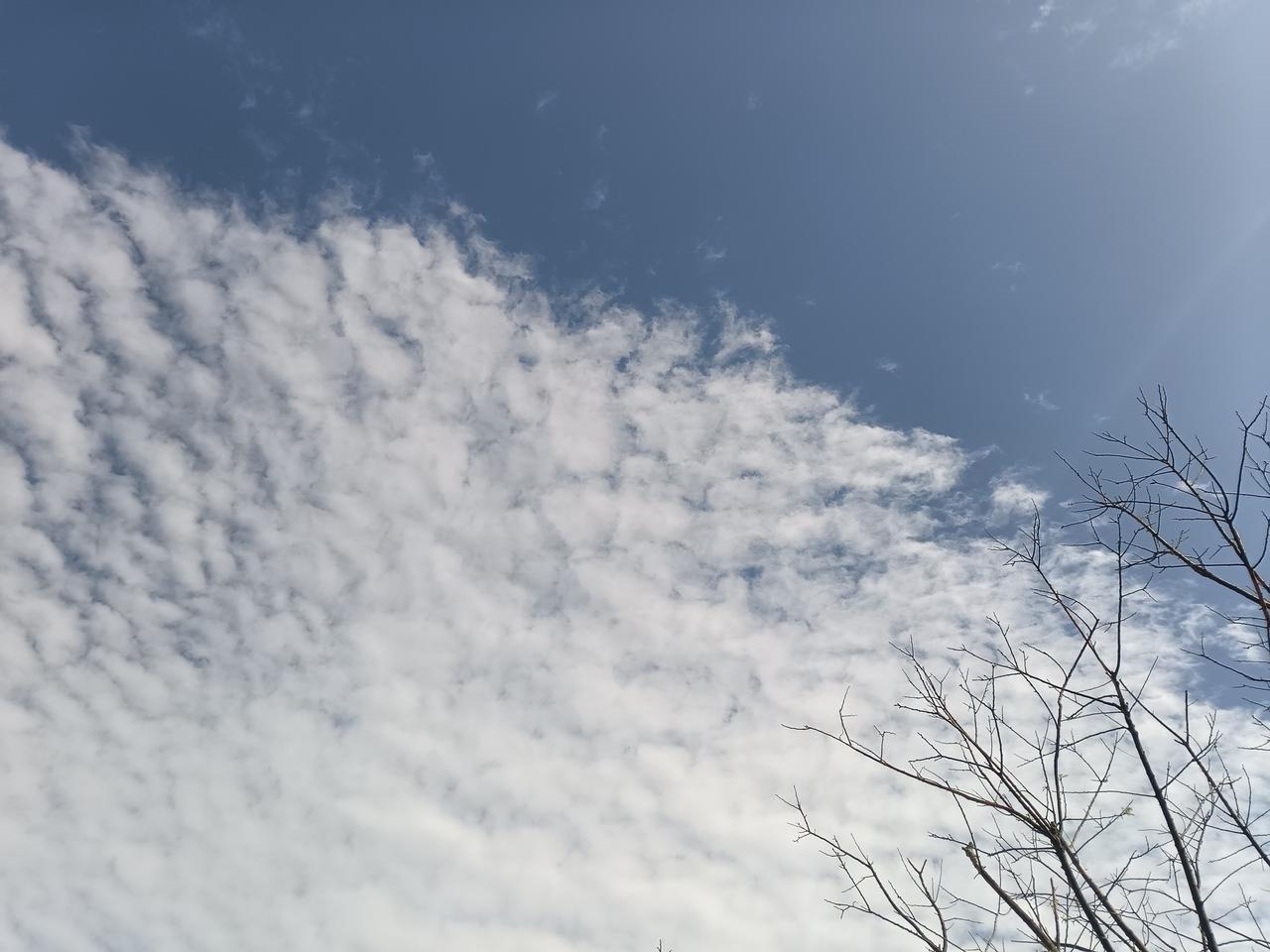 碧空如洗，云絮如雪轻铺天际，枯枝向天勾勒辽阔诗意。