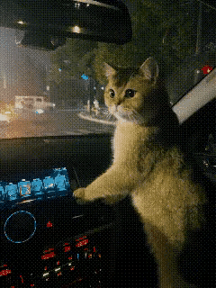 昨晚开车出门，把家里的猫也带上了。本来还以为它在车上会闹腾，没想到这小家伙直接当
