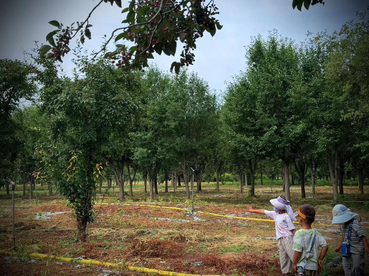 晒图笔记大赛石家庄幼儿园的孩子们，野外探险记。城市观查员