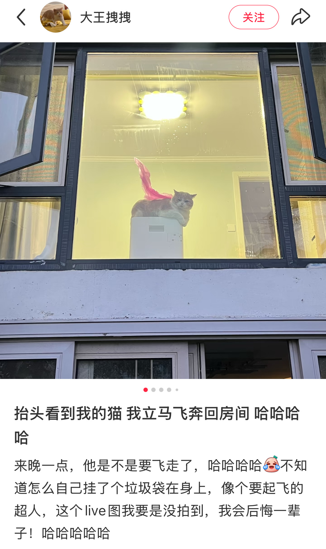 小猫：我在找我的刺 