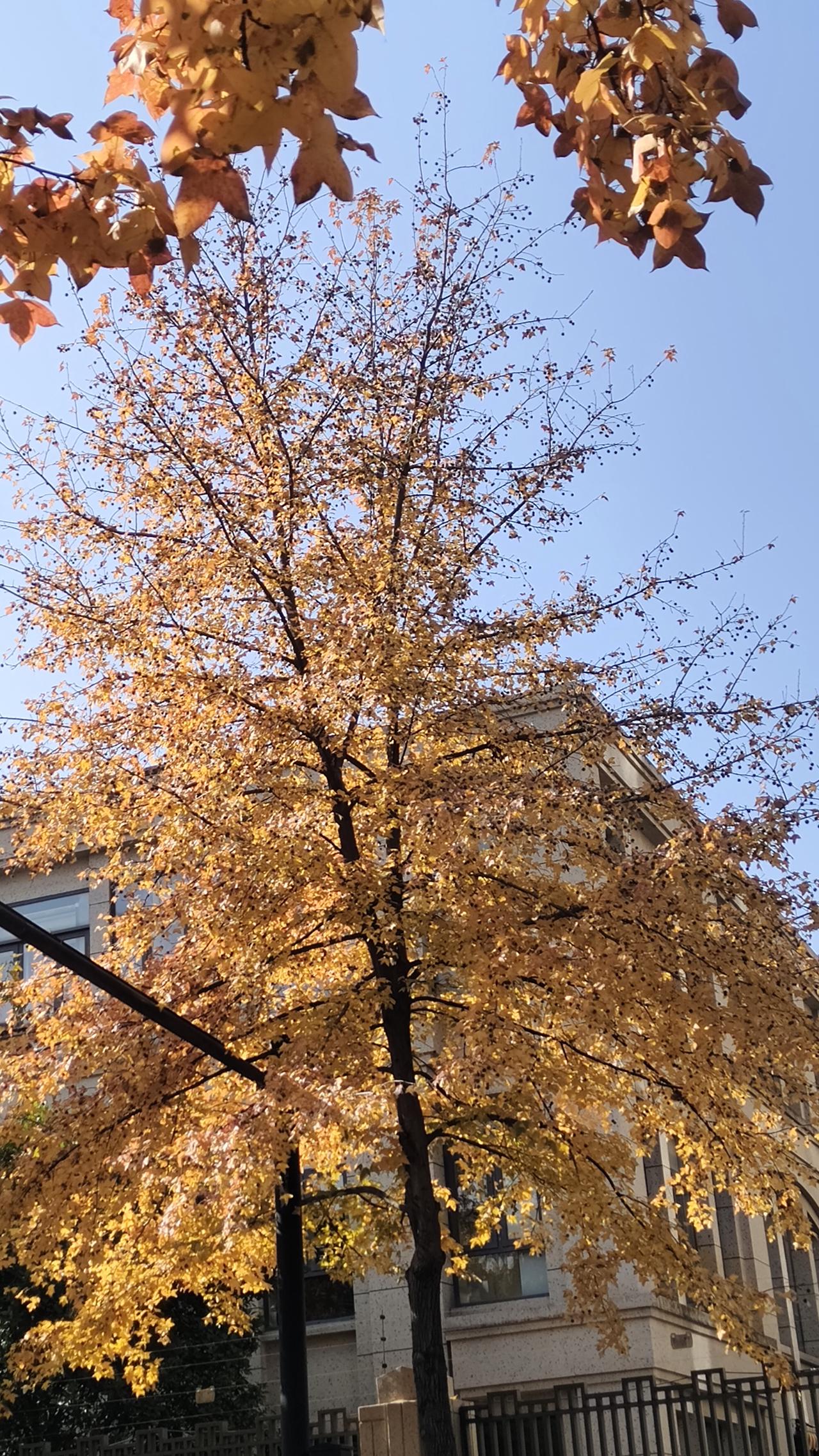 晒图笔记大赛日当午，枫叶红，鸟儿去无踪