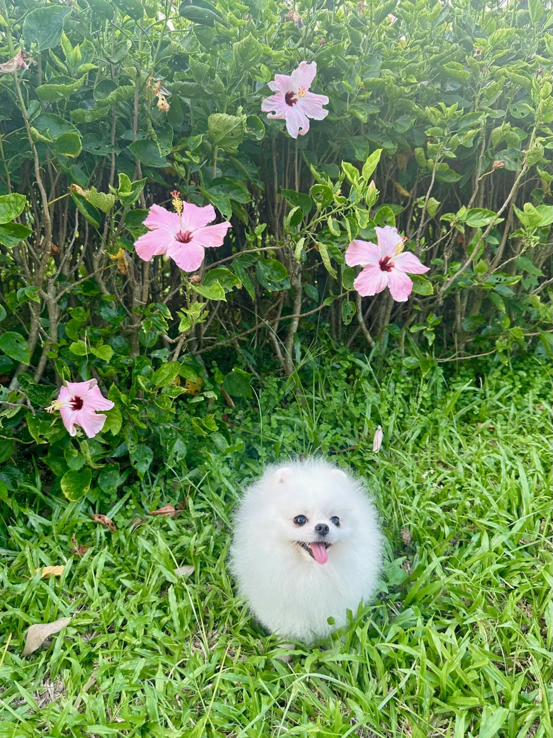 我拈花惹草回来啦 ๑'ꇴ'๑