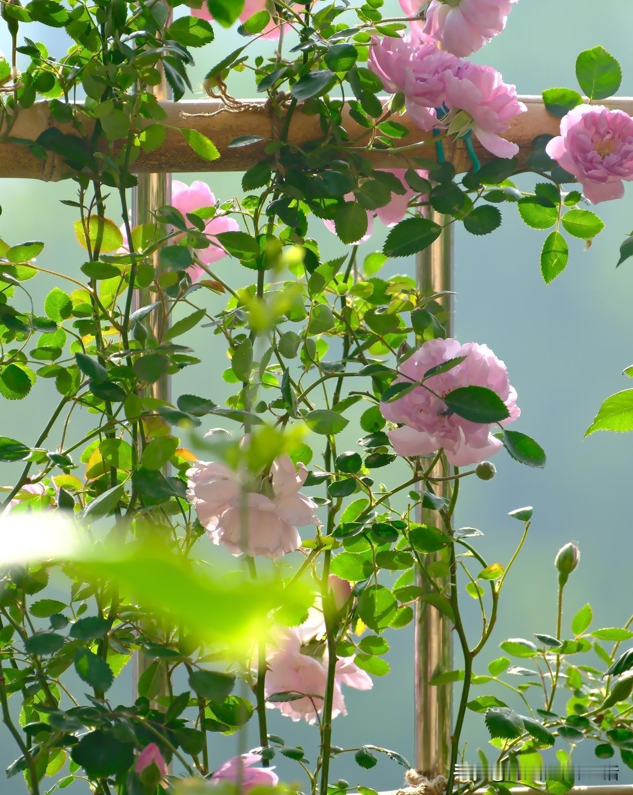 自从小院里有了月季
仿佛日子也多了浪漫色彩
每日从清晨到傍晚
每一时刻，都有不同