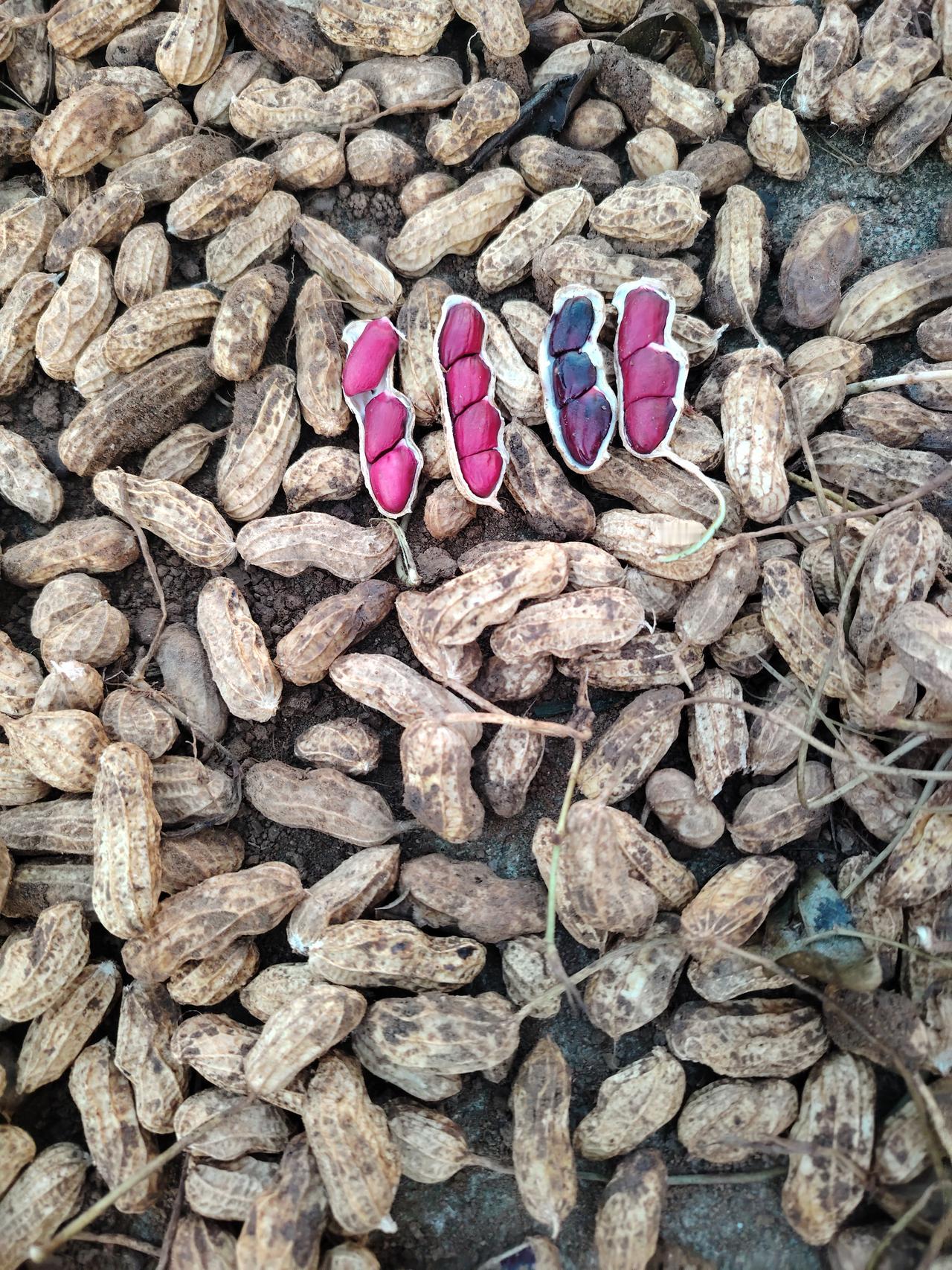 一朵小黄花，结出一个五彩籽仁的荚果，一粒种子可以绿满田园沃士，孕育醇香与甘甜。花