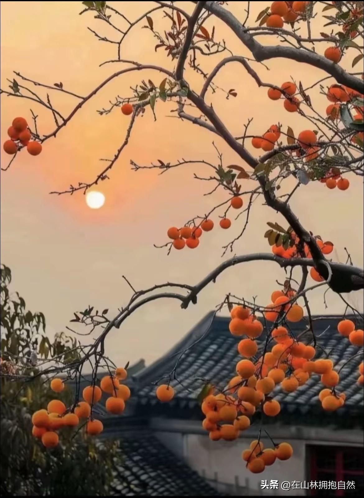 很多同学写作业遇到难题，第一反应不是翻书思考，而是打开AI直接搜答案。短期看，A