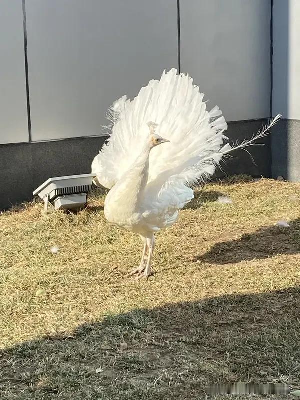 你遇过动物有灵性的瞬间吗 我还真遇到过动物有灵性的瞬间。之前我奶奶养的猫，有次奶