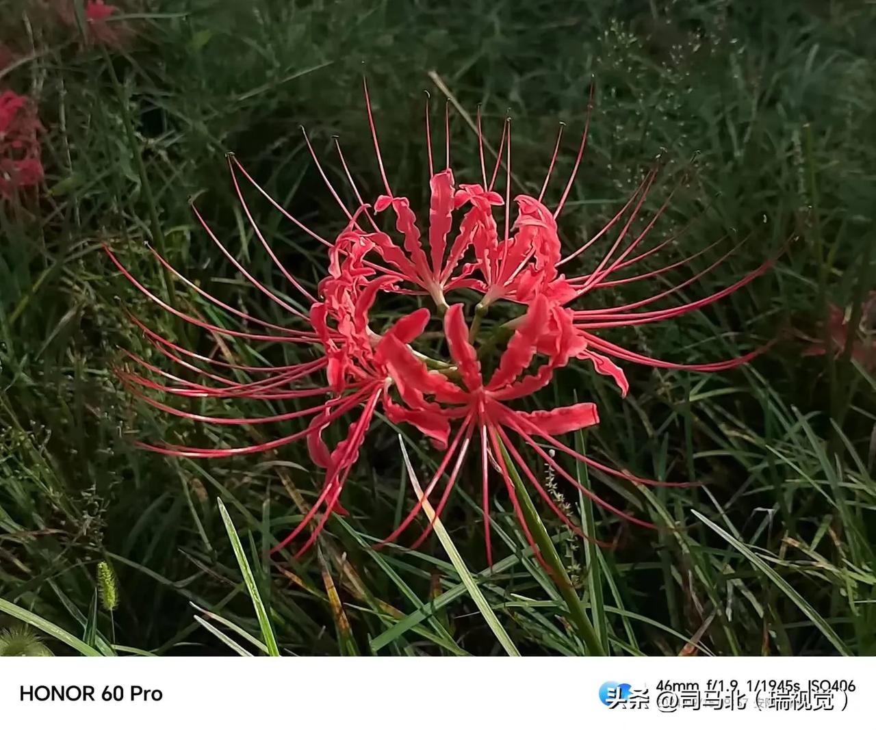 #随手拍的美丽花草#这是我拍摄的彼岸花。