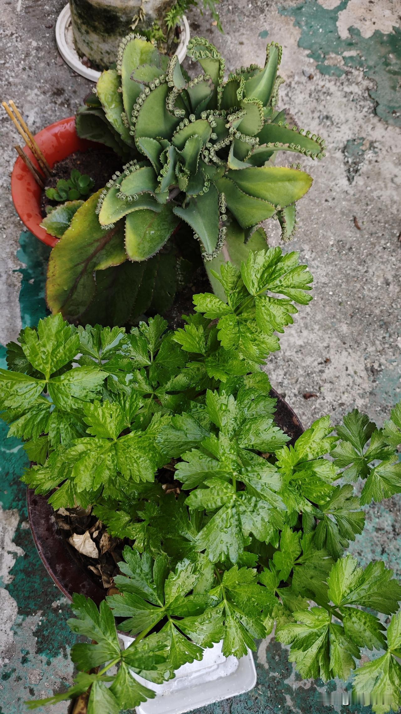 我同事小王，985硕士，年薪30万，上周竟然在阳台种了20盆香菜。

我问他为啥