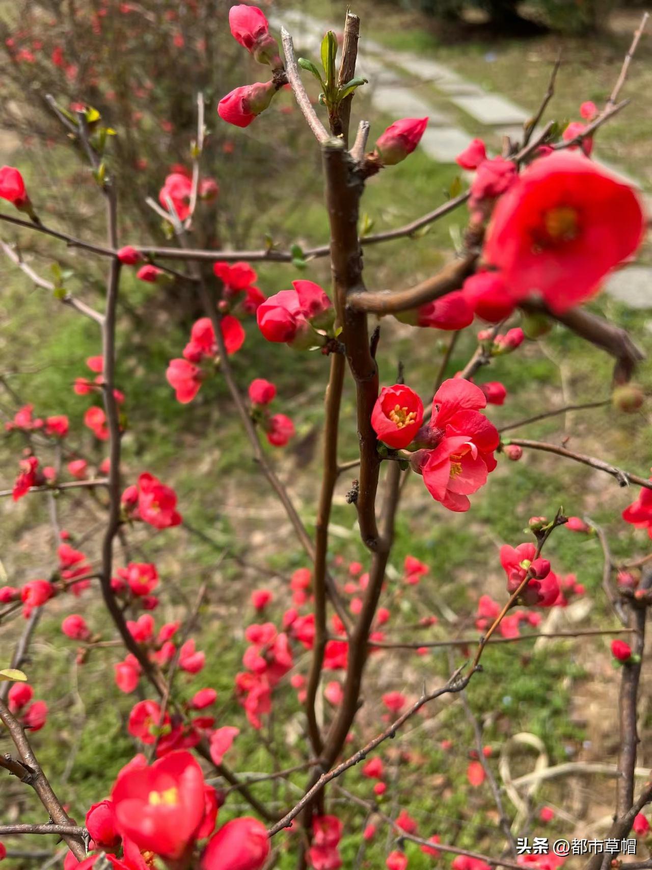 分享手机相册的花儿特别喜欢这一树海棠的红色，很特别。颜色不是特别深，也不是浅浅的