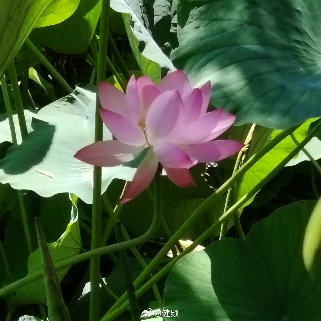 独守夏日清宁，隔开世间纷扰。人间岁岁年年，万事皆有清欢～ 