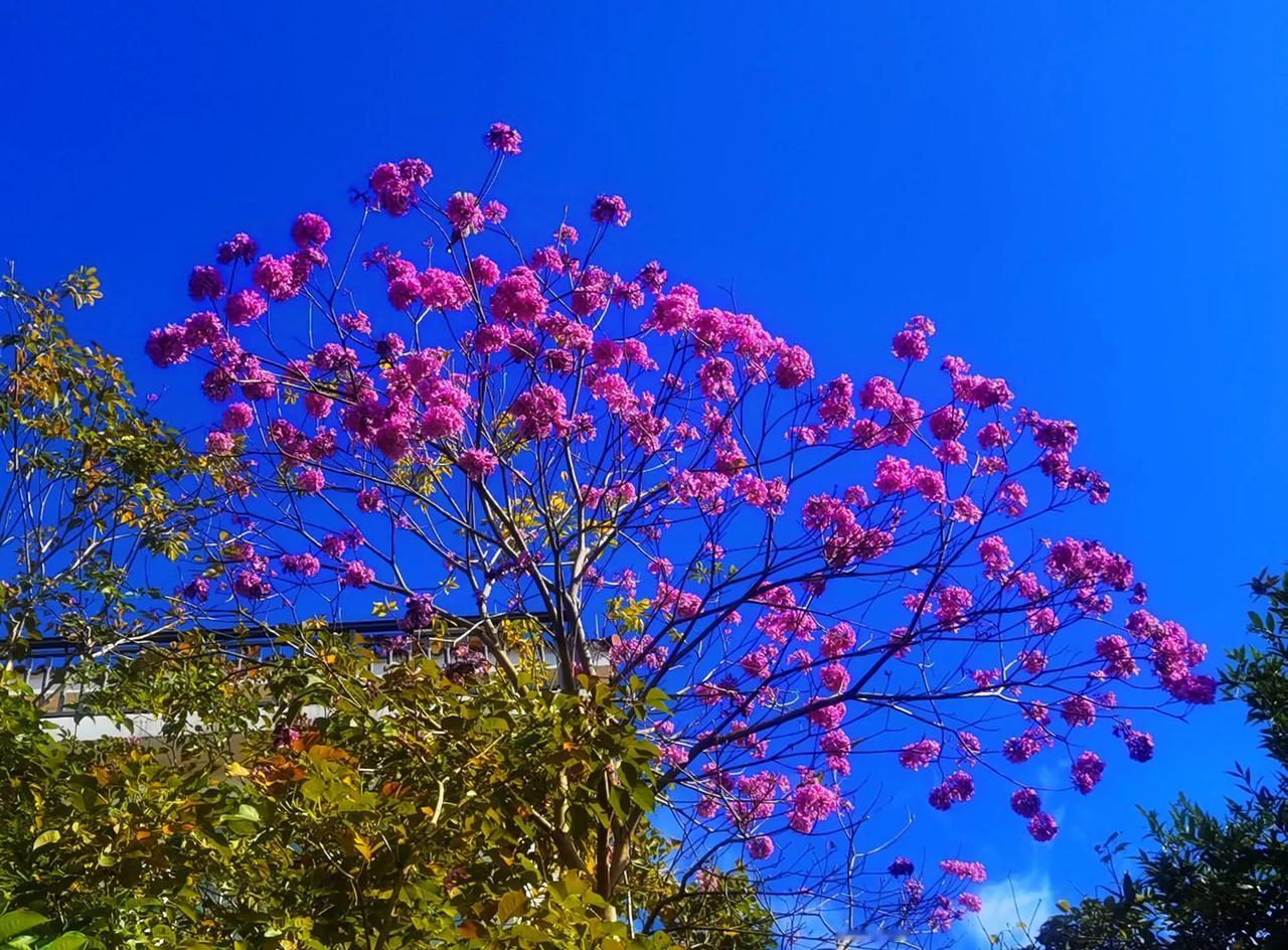 春色 迟到的紫花风铃！紫花风铃和黄花风铃除了颜色，其他差不多，但二者开花的时间隔