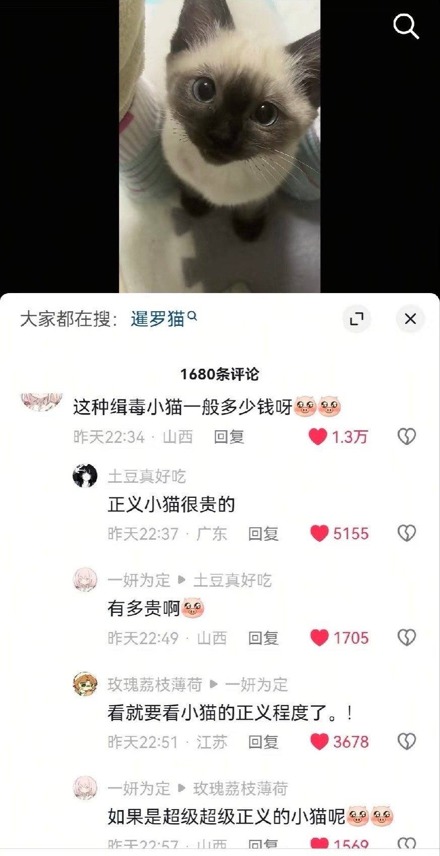 缉毒猫 