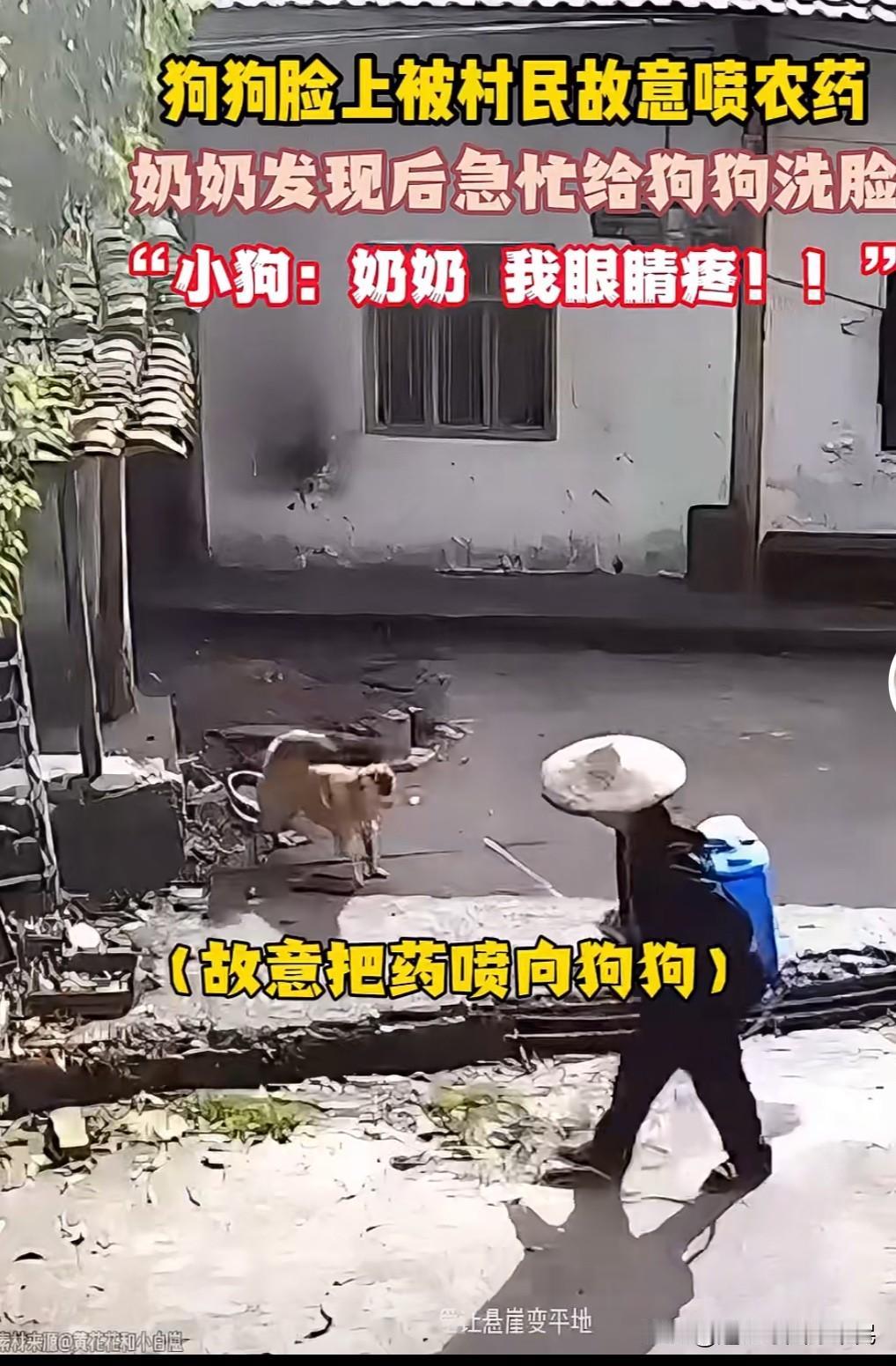 向拴着的狗子喷农药
      一老人背着农药喷雾器经过拴着绳子的狗时，朝狗喷了