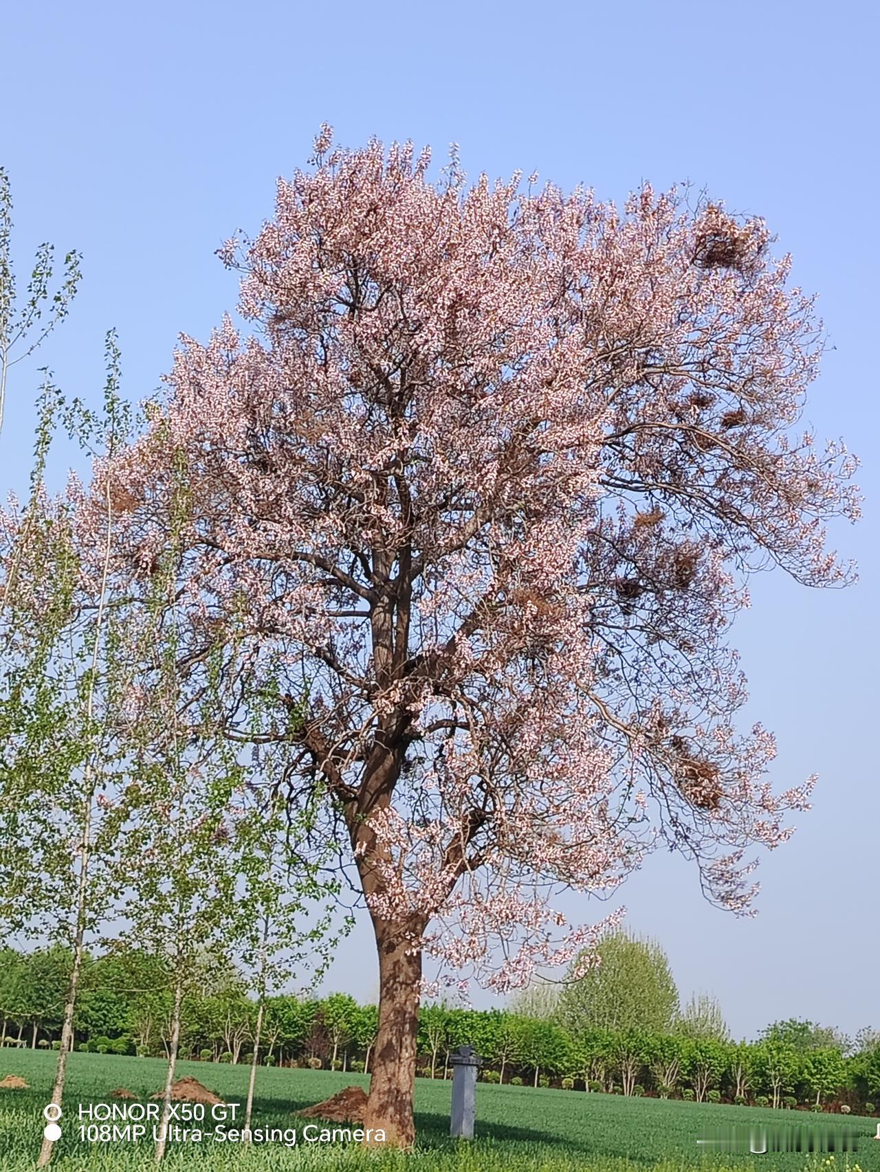 泡桐树和林业专家的故事[大笑][大笑]
我是一九七八年十月份从部队转业回地方的。
