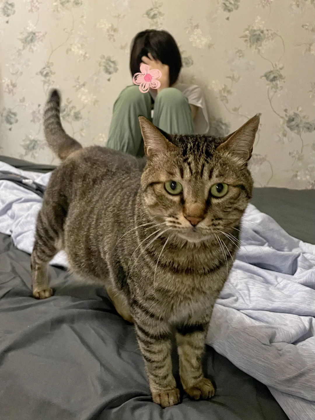 当女儿情绪崩溃 ，猫：你把她怎么了？