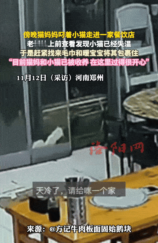 “看感动了！”河南郑州，傍晚时分，猫妈妈叼着一只小猫，吃力地走进一家餐馆。进了餐