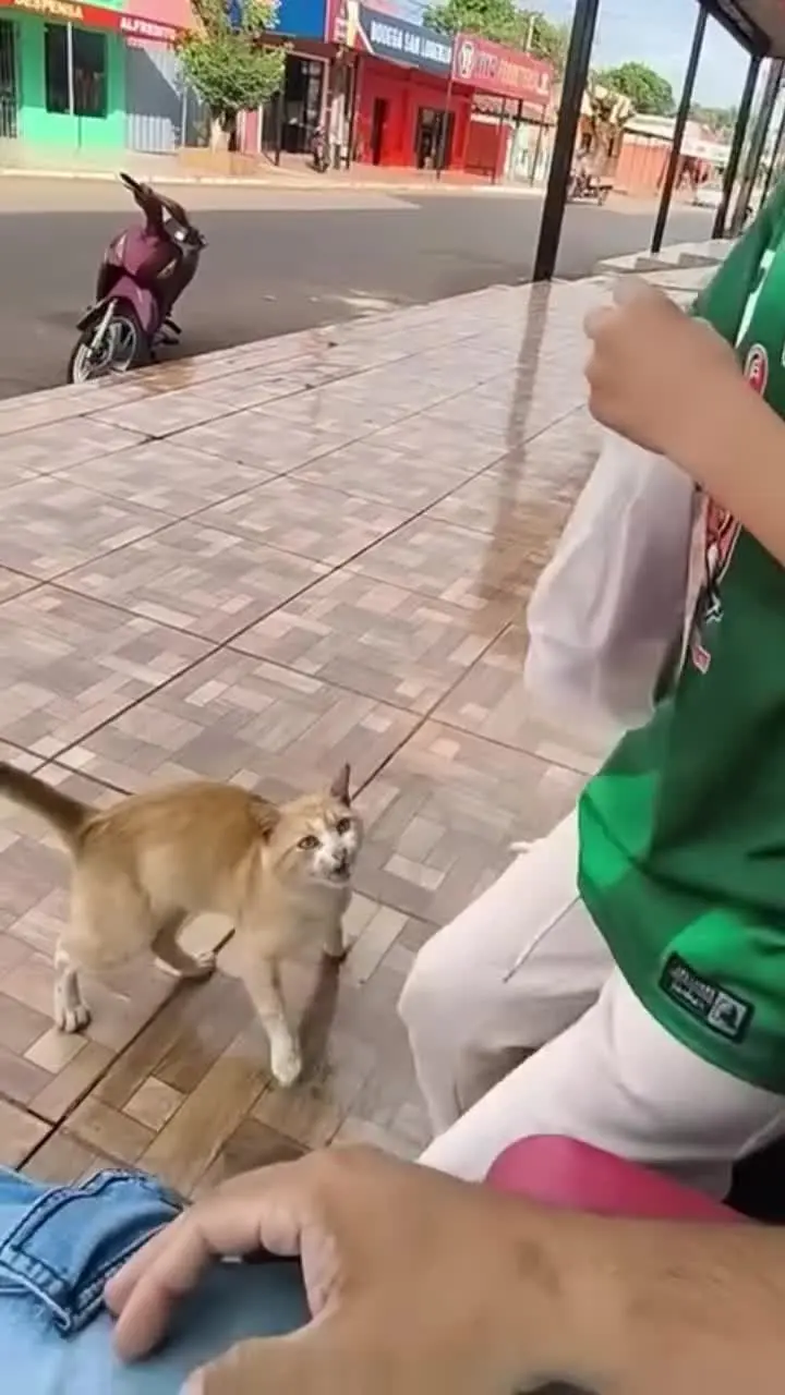 怀孕猫咪乞讨食物
