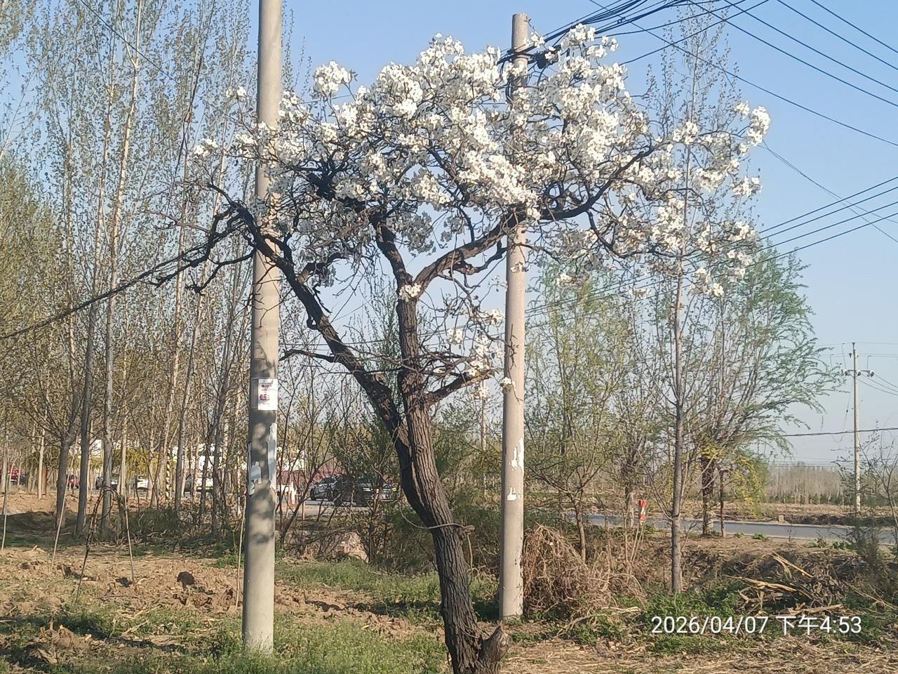 下班路上，看到路边一棵树，一棵孤零零的，被砍去主干，一半已经干枯，浑身缠满了枯藤