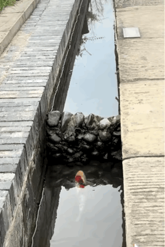 四川景区奇闻：鲤鱼苦跳龙门屡败，竟被蝴蝶“指路”一飞冲天！网友：万物有灵，这波操