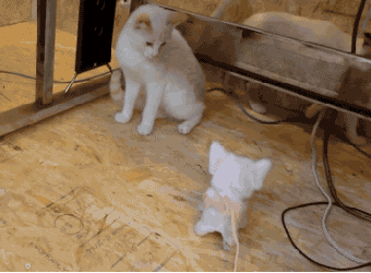 猫猫:你不要过来啊 