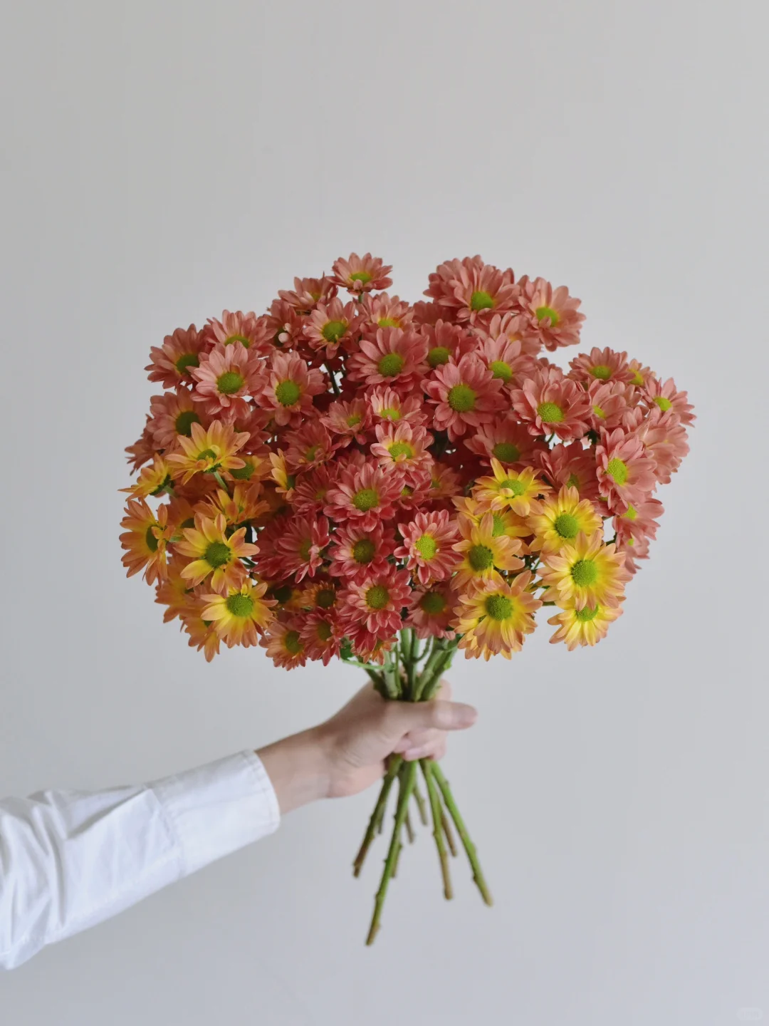 小菊· 西瓜红三文鱼