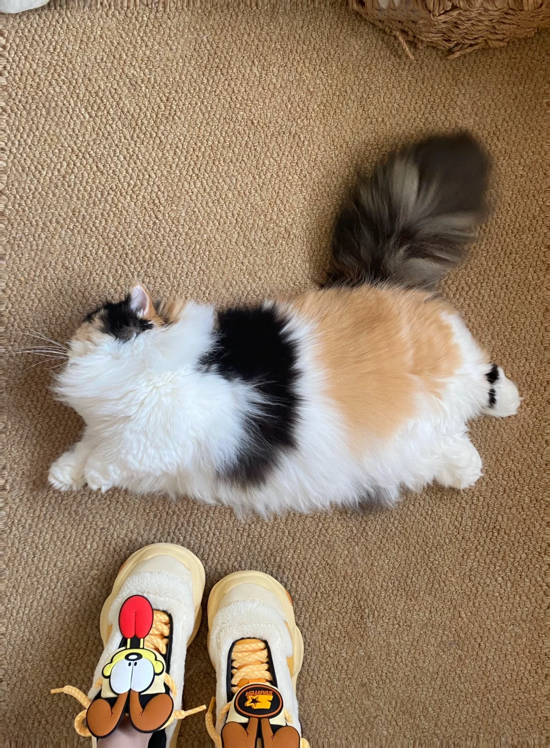 客人，一根猫条擦一只鞋哦