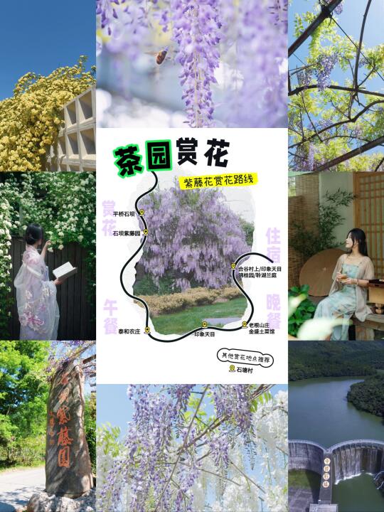 茶园赏花🌸溧阳春日紫藤花路线✔️一站式