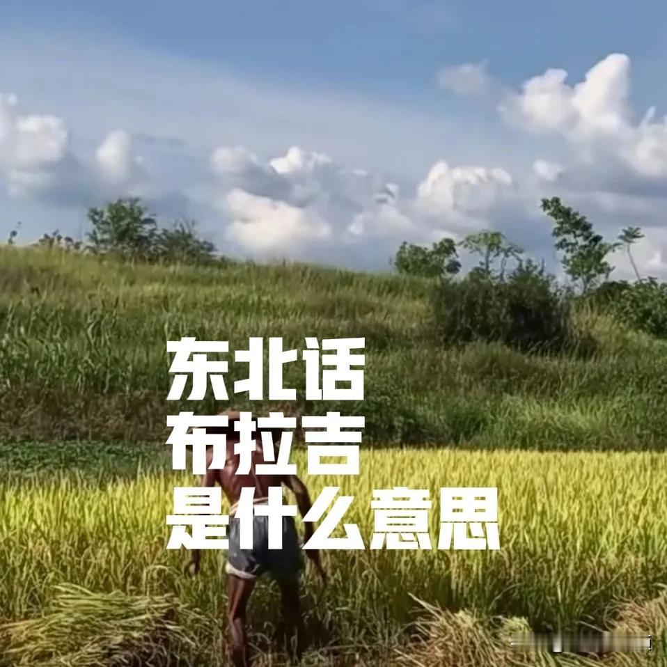 东北话布拉吉是什么意思？
每天学习一句东北话，今天的话题是布拉吉是什么意思？我是