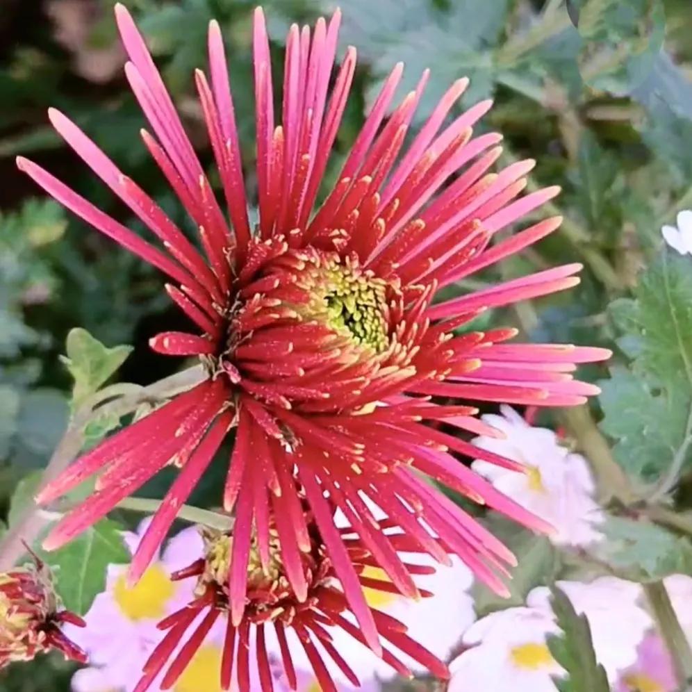 七律·晚秋有寄
芳芳




月照西楼衾褥凉，小窗轻掩笛声扬。
天风有道撩人意，