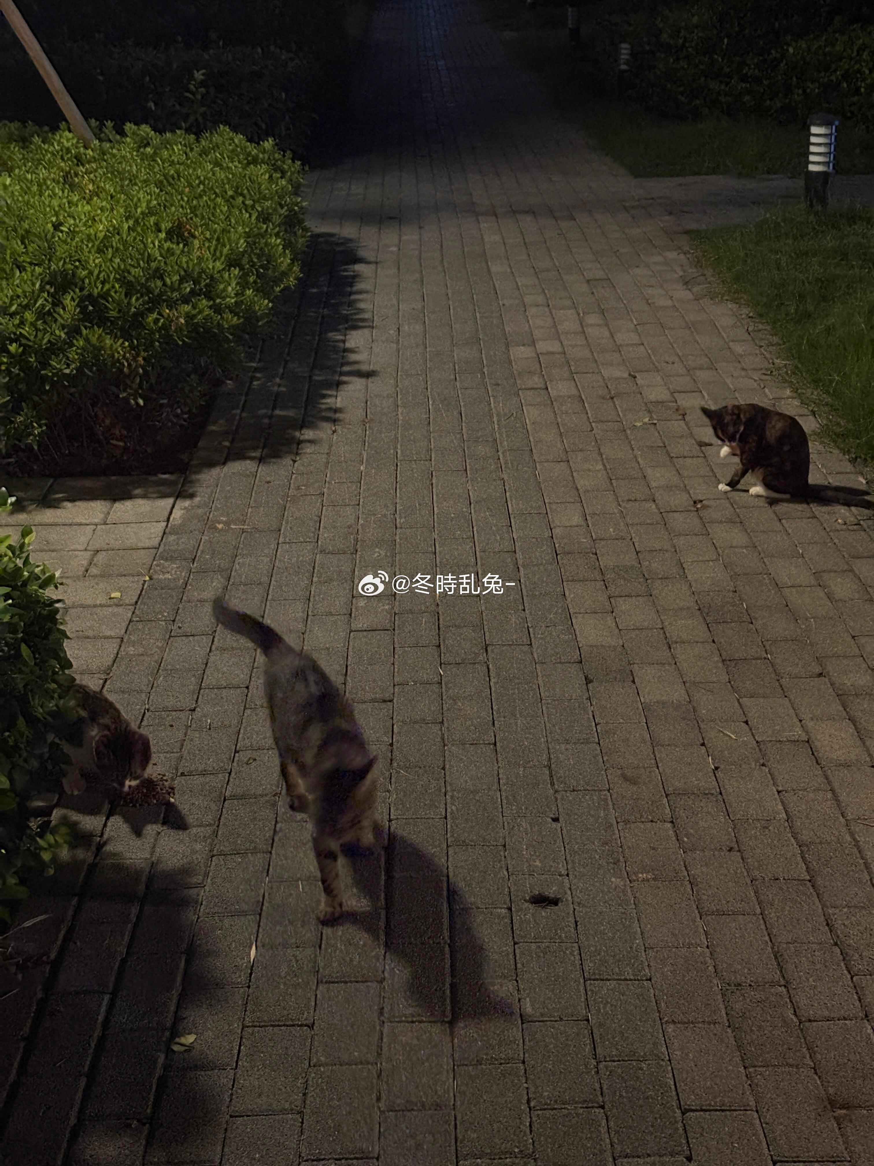 6.29 晴晚上十一点的小区是猫咪乐园天气突然变得很凉爽晚上睡不着就想下去遛弯平