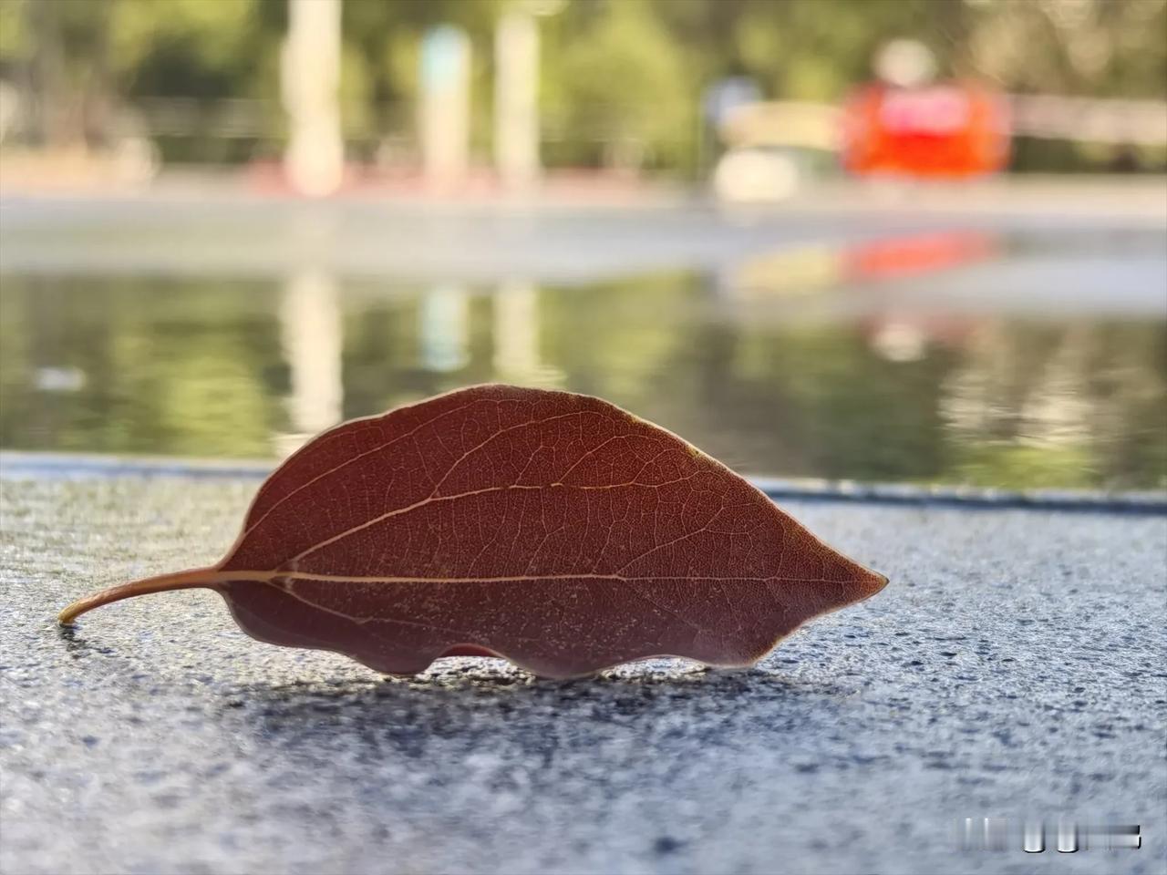 微距镜头下的枯叶，犹若一件艺术品。

每一片落叶，都仿佛诉说着自己的故事。它们在